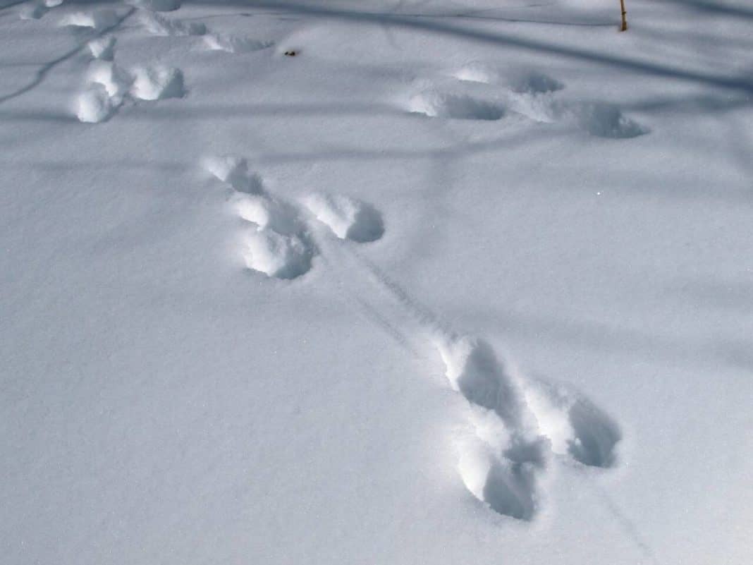 Сліди зайця на снігу   як виглядає малюнок сліду на снігу. Фото і опис