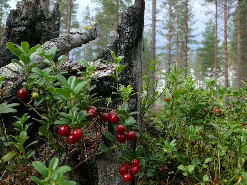 Їстівні ягоди в лісі: фото та список