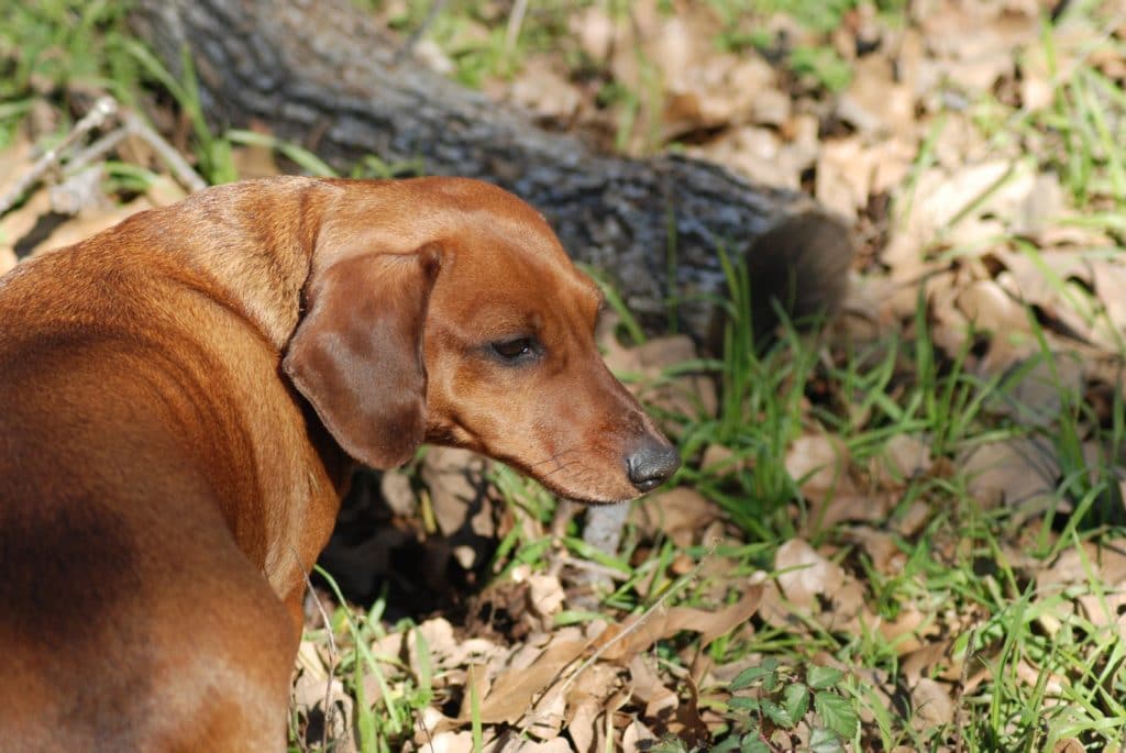 Собаки для полювання: на що потрібно звернути увагу при виборі?