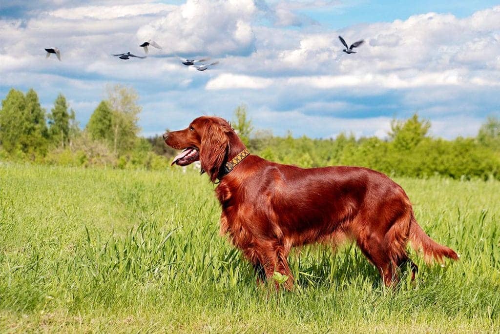 Собаки для полювання: на що потрібно звернути увагу при виборі?