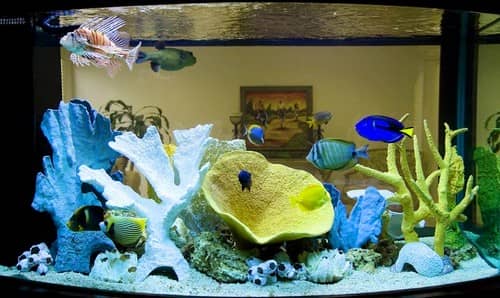 Чищення акваріума з рибками в домашніх умовах