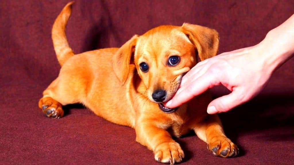Вкусила собака: заходи першої допомоги та порядок відшкодування шкоди