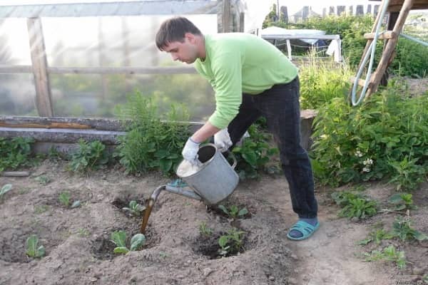 Чим і як підгодовувати цвітну капусту у відкритому грунті