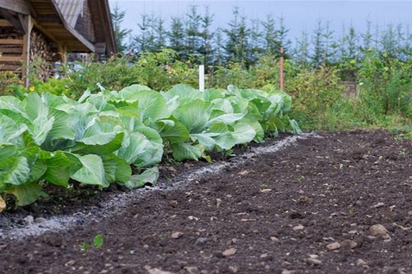 Чим і як підгодувати капусту для зростання народними засобами