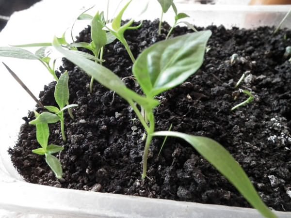 Чим краще підгодувати розсаду перцю для росту в домашніх умовах