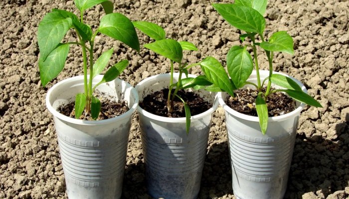 Чим краще підгодувати розсаду перцю для росту в домашніх умовах
