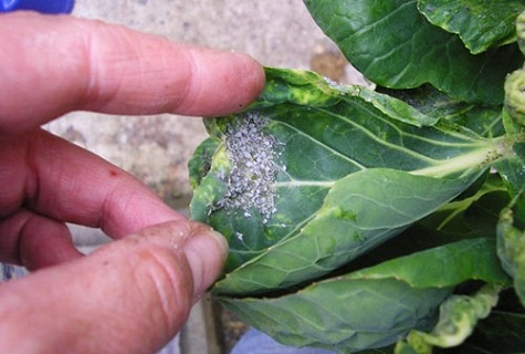 Чим потрібно обробляти капусту від гусениць народними засобами