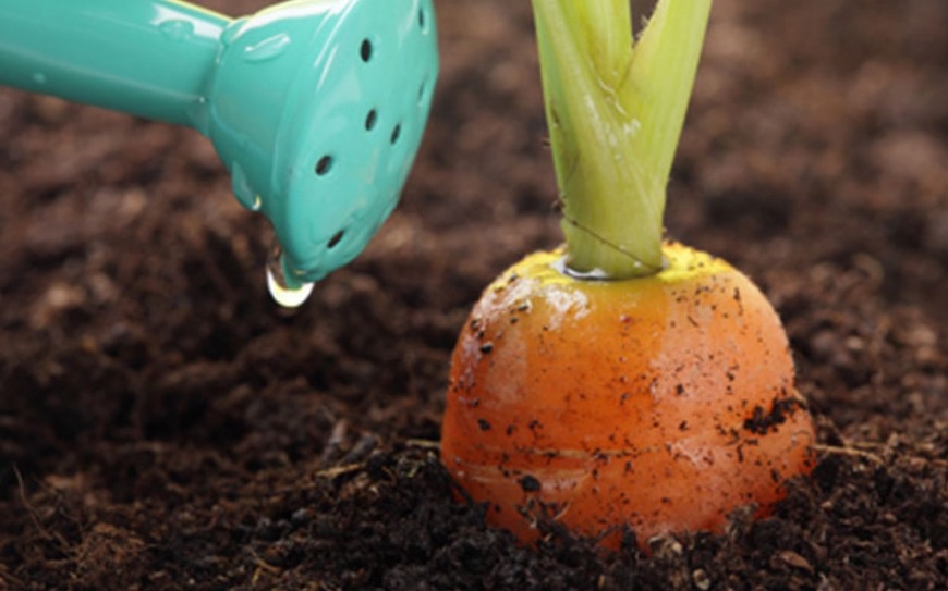 Чим правильно підживити моркву для зростання у відкритому грунті народними засобами