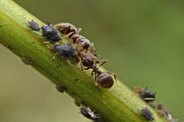 Що робити, якщо мурахи їдять капусту, як позбутися від них