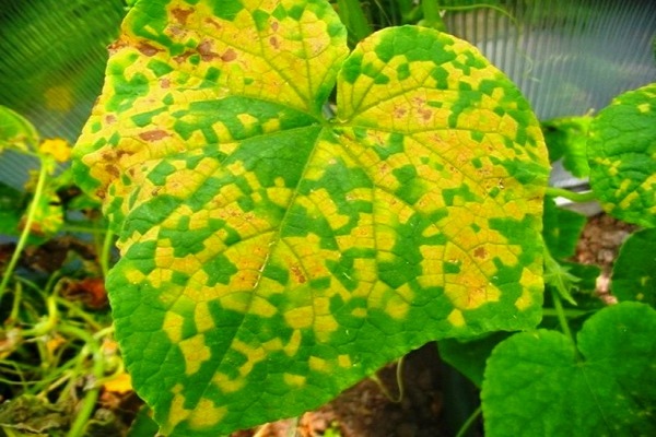 Що робити, якщо зявилися жовті плями на листках огірків і чим лікувати