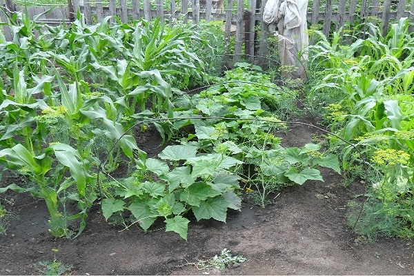 Що садити на наступний рік після огірків: можна цибуля, картопля, часник та інші