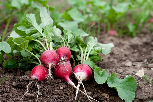 Що садити на наступний рік після огірків: можна цибуля, картопля, часник та інші
