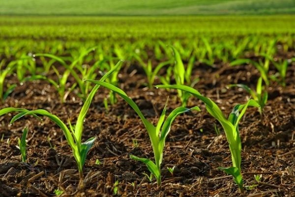 Що таке гербіциди для обробки кукурудзи, їх види і застосування