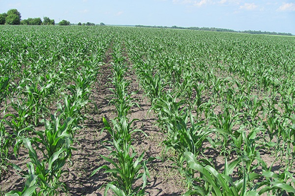 Що таке гербіциди для обробки кукурудзи, їх види і застосування