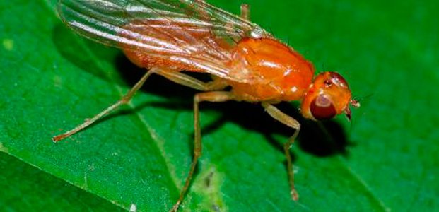 Ефективні народні засоби для боротьби з морквяною мухою