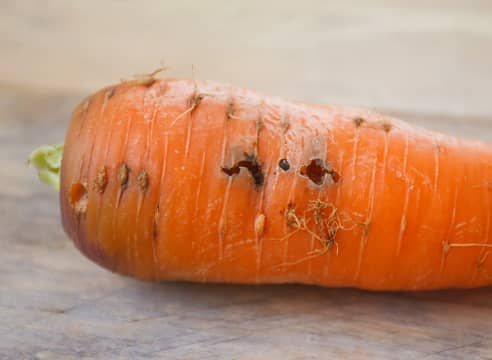 Ефективні народні засоби для боротьби з морквяною мухою