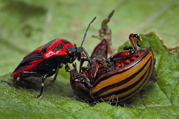 Природні вороги колорадського жука в природі: хто його їсть?