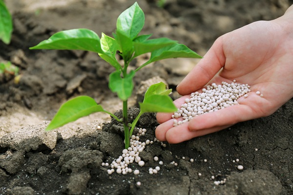 Інструкція по застосуванню добрива: сульфат амонію на городі