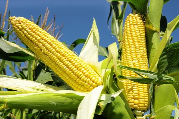 До якого сімейства і виду відноситься кукурудза: овоч, фрукт або злак