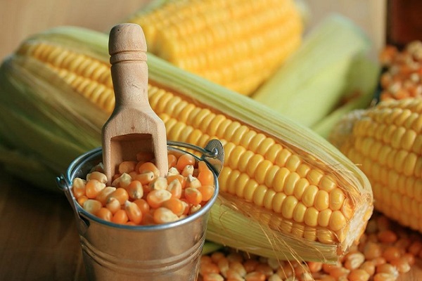 До якого сімейства і виду відноситься кукурудза: овоч, фрукт або злак