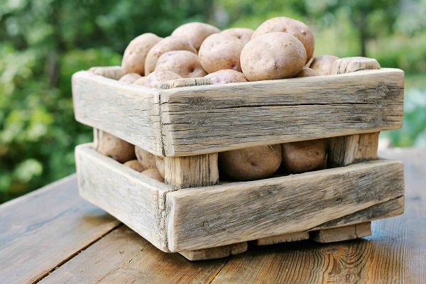 Як боротися з нематодою картоплі, її ознаки, опис і лікування