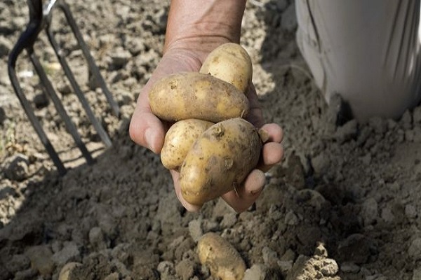 Як боротися з нематодою картоплі, її ознаки, опис і лікування