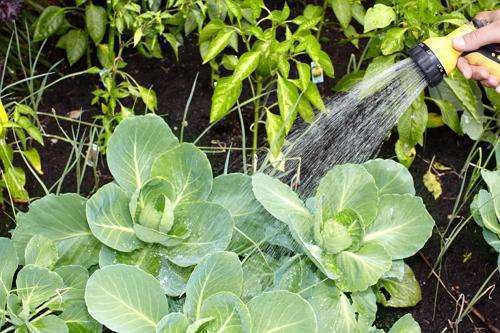 Як часто потрібно поливати капусту у відкритому грунті і якою водою
