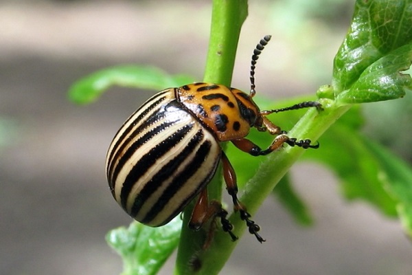 Як назавжди позбутися від колорадського жука, його зовнішній вигляд та засоби боротьби