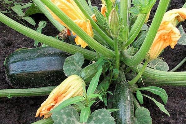 Як підгодувати капусту і обробити від шкідників золою