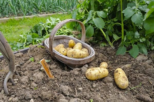 Як підвищити врожай картоплі з 1 га на домашньому городі?