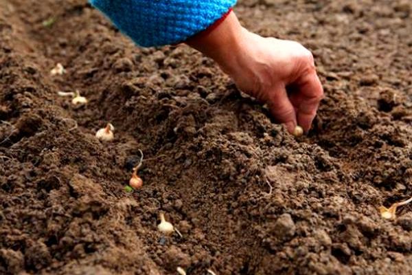 Як правильно садити цибулю навесні або восени, щоб були великі цибулини