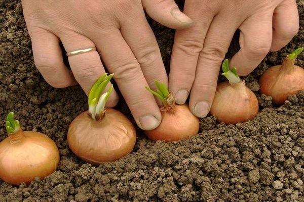 Як правильно садити цибулю навесні або восени, щоб були великі цибулини