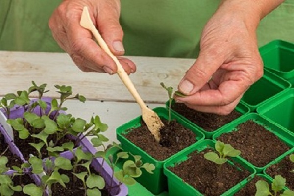 Як правильно садити капусту у відкритий грунт