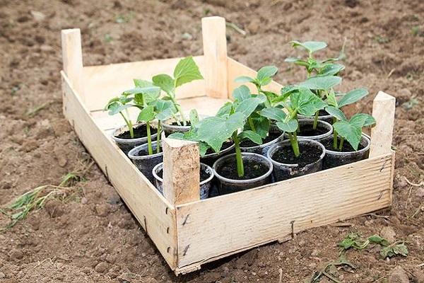 Як правильно садити капусту у відкритий грунт