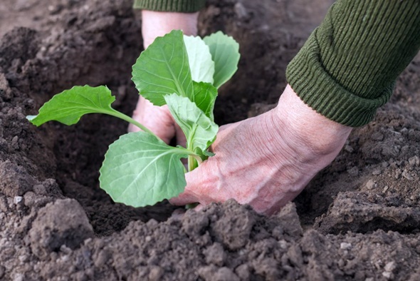 Як правильно вирощувати і доглядати за білокачанної капустою у відкритому грунті