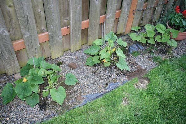Як правильно вирощувати і доглядати за кабачками у відкритому грунті