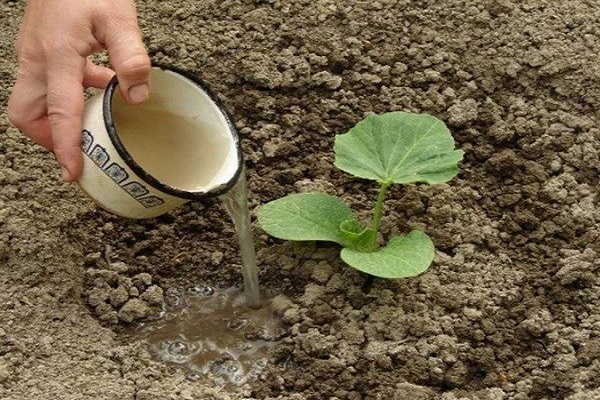 Як правильно вирощувати і доглядати за кабачками у відкритому грунті