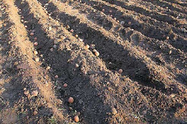 Як правильно вирощувати і доглядати за картоплею на дачі?