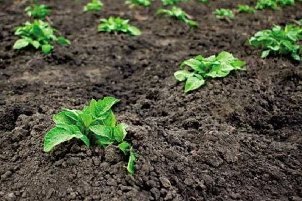 Як правильно вирощувати і доглядати за картоплею на дачі?