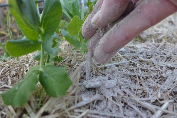 Як приготувати і застосовувати золу в якості добрива на городі?