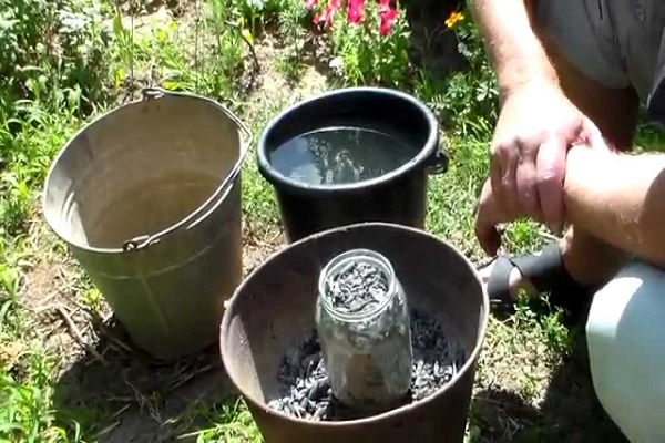Як приготувати і застосовувати золу в якості добрива на городі?