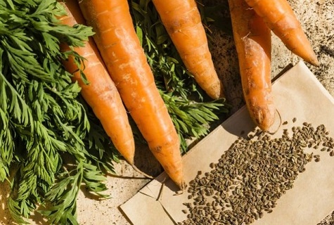 Як самостійно виростити насіння моркви в домашніх умовах