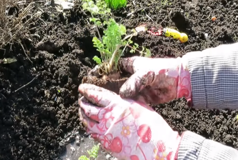 Як самостійно виростити насіння моркви в домашніх умовах