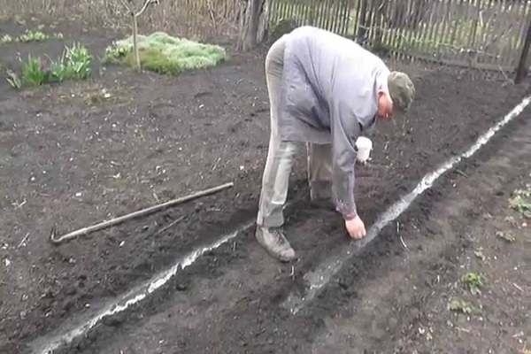 Як садити горох під зиму і чи можна це робити