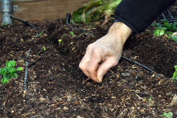 Як садити горох під зиму і чи можна це робити