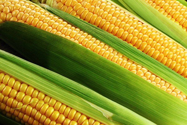 Як зберегти кукурудзу в качанах на зиму в домашніх умовах