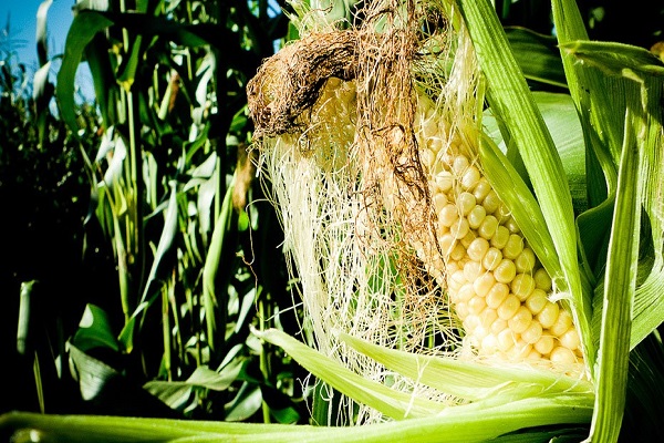 Як зберегти кукурудзу в качанах на зиму в домашніх умовах