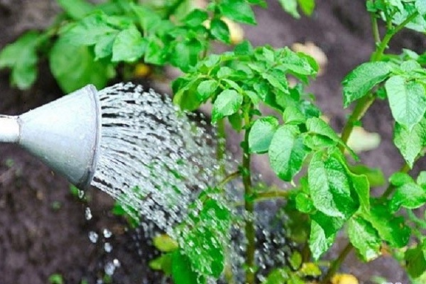 Як врятувати і виростити картоплю, якщо затопило город в дощове літо?