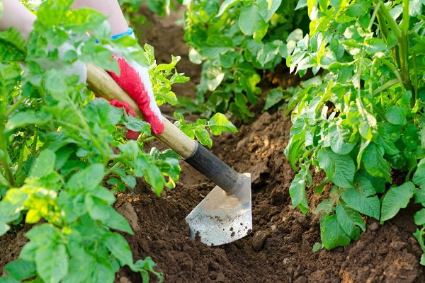 Як врятувати і виростити картоплю, якщо затопило город в дощове літо?