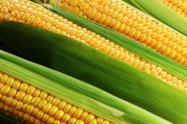 Як вибрати сорт і виростити кукурудзу на дачній ділянці у відкритому грунті?